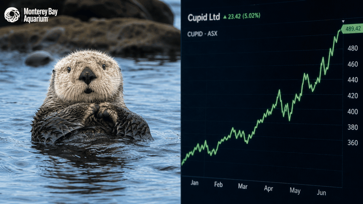 Monterey Bay Conservation & Cupid Ltd Financial Growth