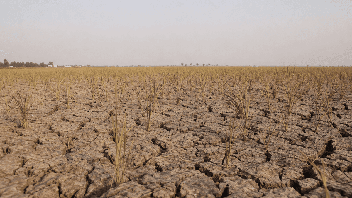 Kharif Paddy Sowing Drops 3% Due to Low Rainfall